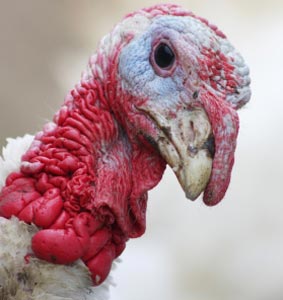 Turkey looking at camera with glorious wattle care of CBC