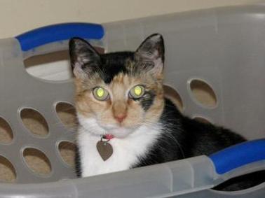 Carmen in the Laundry Basket