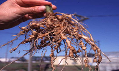 Nematode Nodules