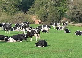 Dairy Cows