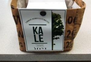 Kale