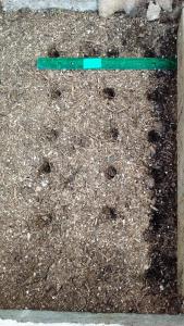 Square Foot Gardening