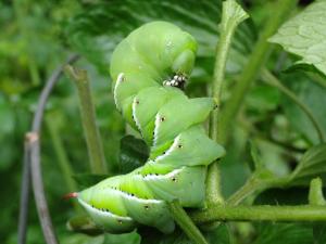 tomato-worms-hornworms_full_width