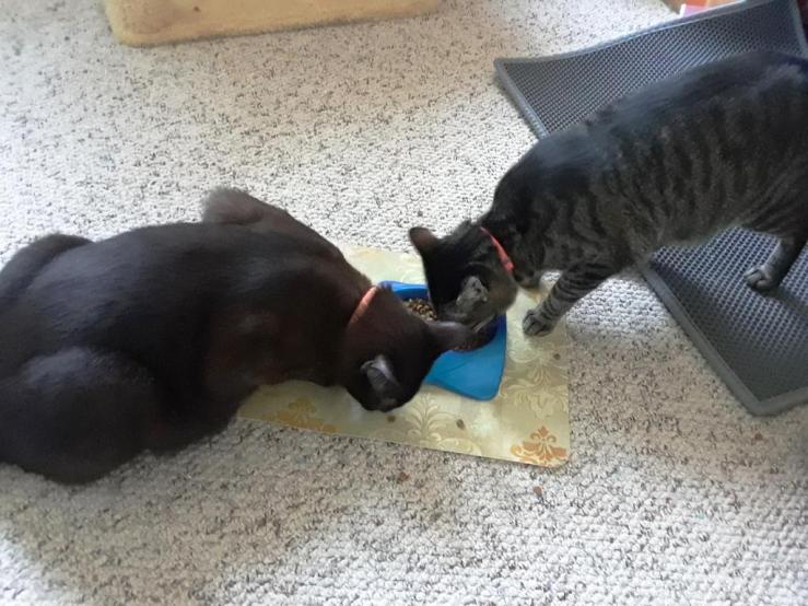 cats eating