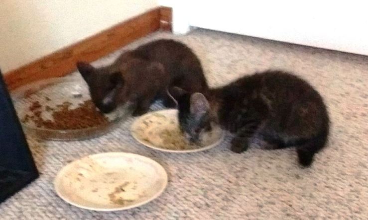 kittens eating