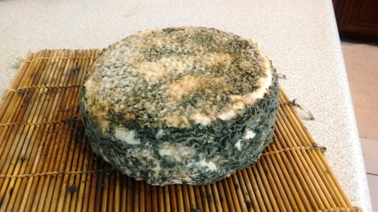 Moldy Cheese